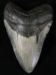 Nice Megalodon Tooth - North Carolina #20809-1